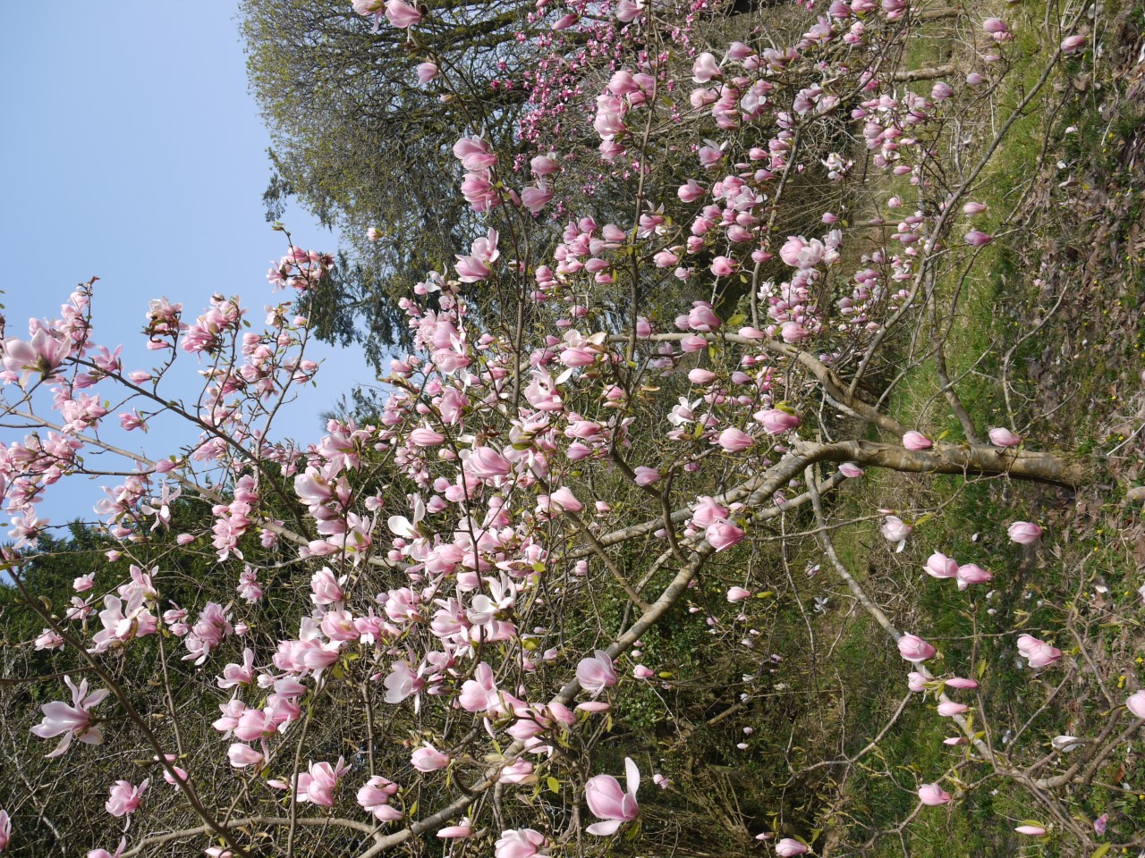 magnolia denudata forests pink